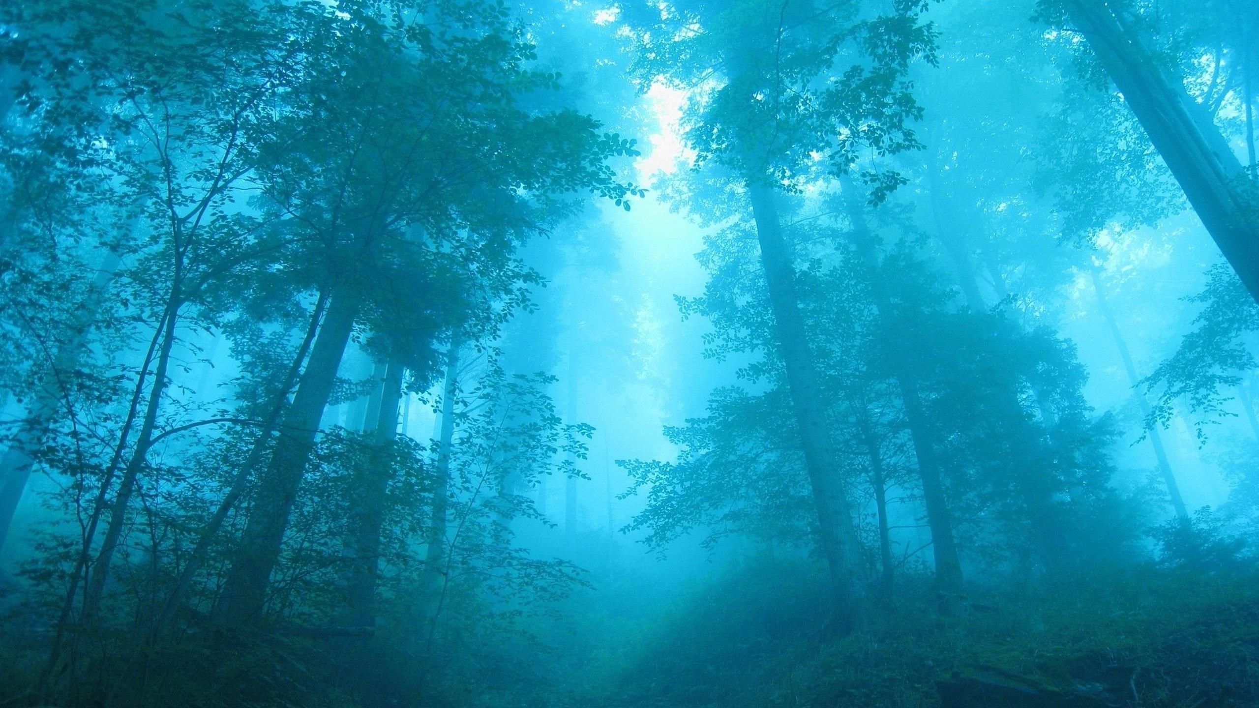 Blue Forest Wallpapers - 4k, HD Blue Forest Backgrounds on WallpaperBat