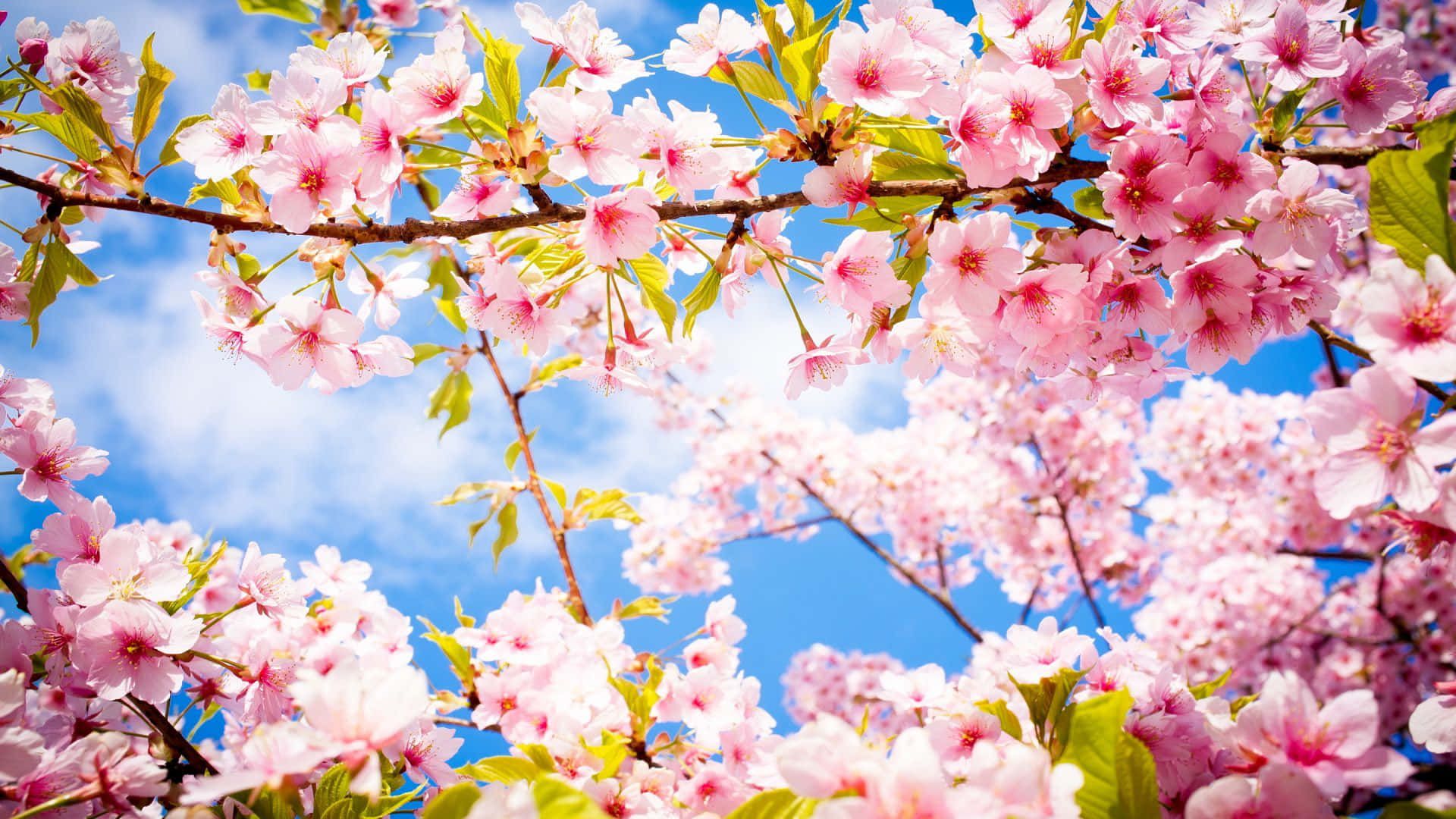 1920x1080 100+] Cherry Blossom Tree Wallpapers ... Wallpaper