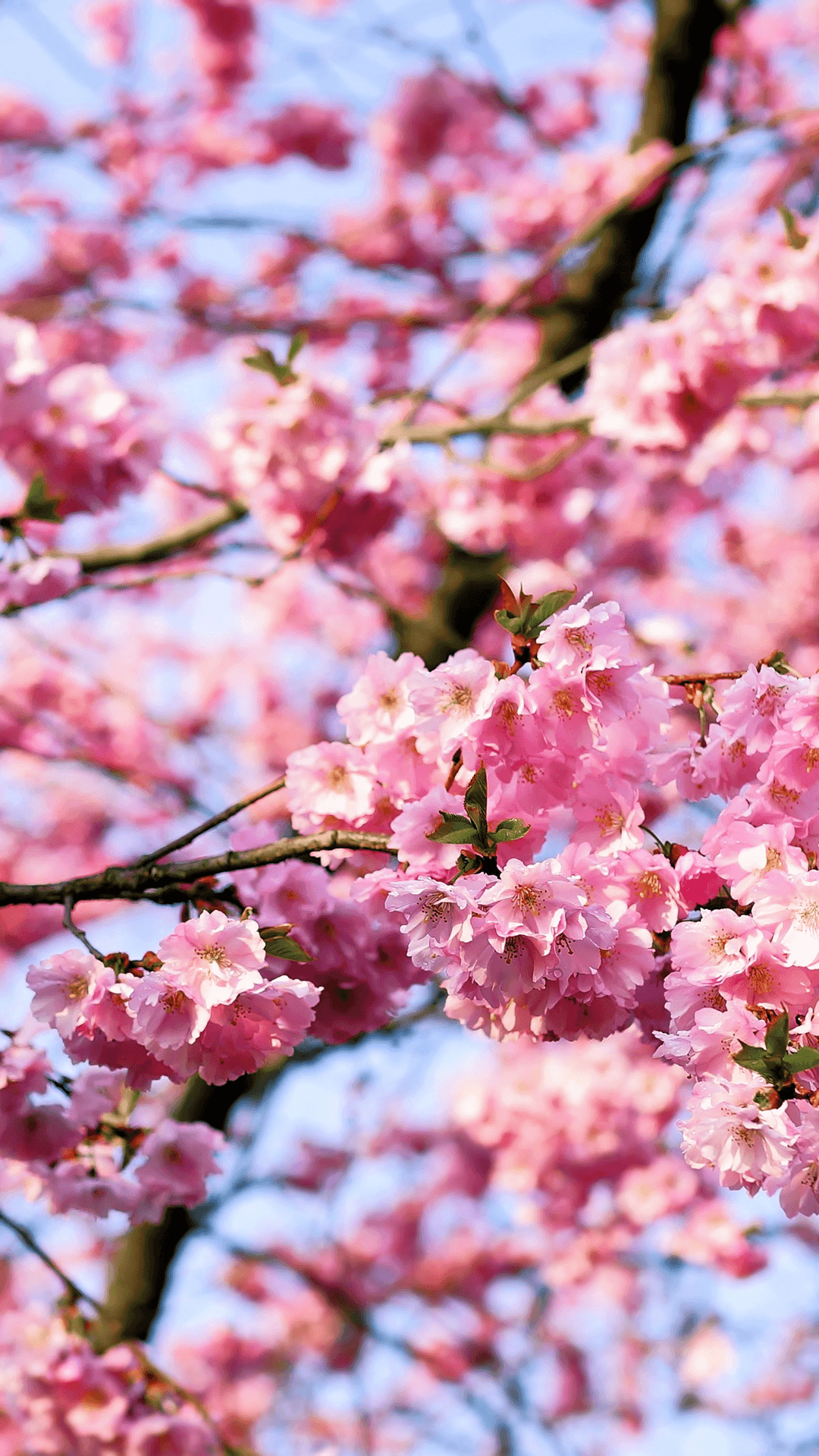 1080x1920 Cherry Blossom Tree Wallpaper For Phone ... Wallpaper