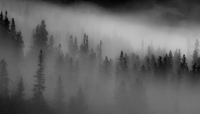 Dark Foggy Forest Wallpaper