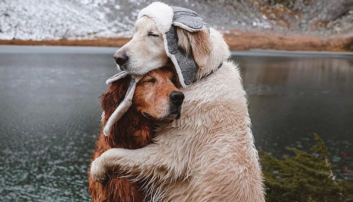 Dog Love Wallpaper