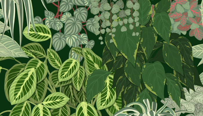 Vegetation Wallpaper