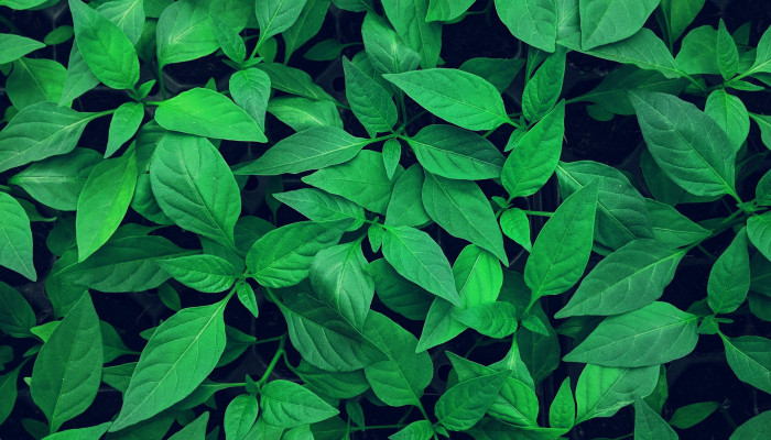 Green Plants Wallpaper