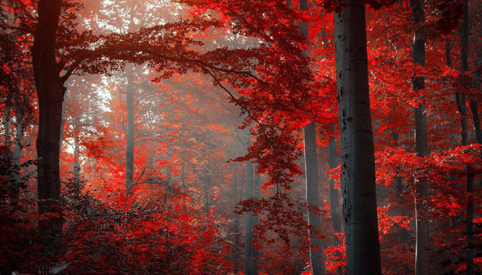 Red Autumn Forest Wallpaper