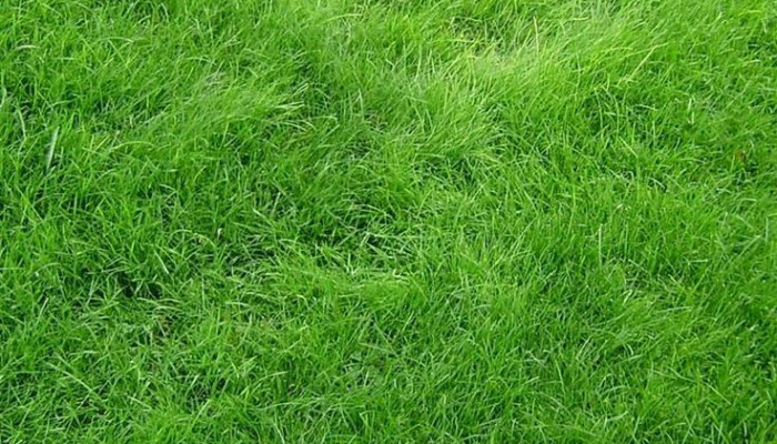 Grass iPhone Wallpaper