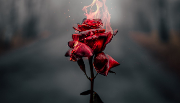 Fire Flower Wallpaper