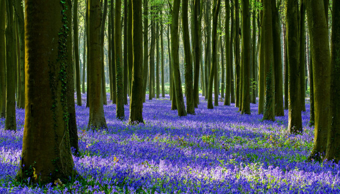 Forest Flowers Wallpaper