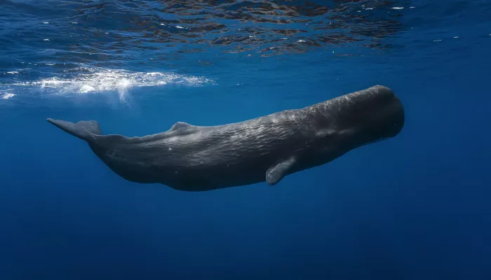 Sperm Whale Wallpaper