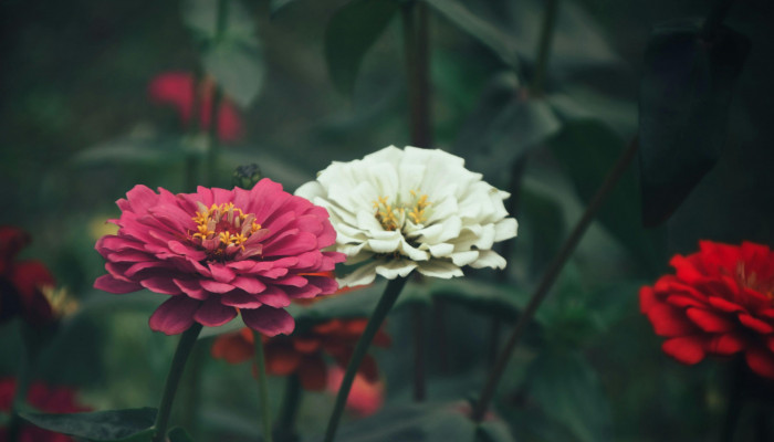 Zinnia Flower Wallpaper