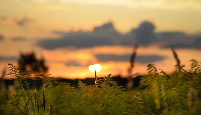 Field Sunset Wallpaper