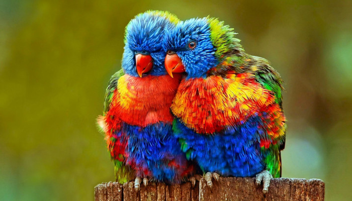 Colorful Birds Wallpaper