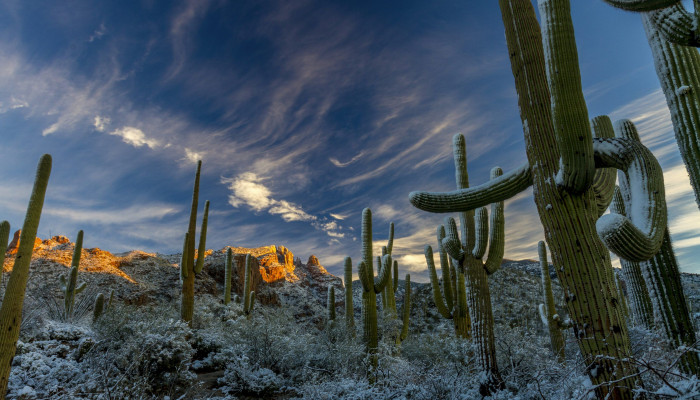 Sonoran Desert Wallpaper