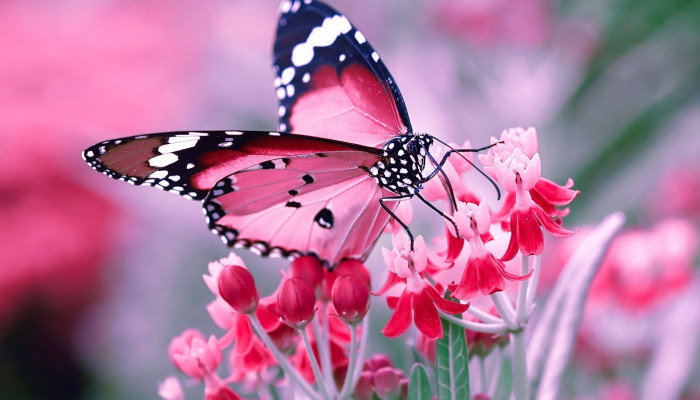 Butterfly and Flower Wallpaper