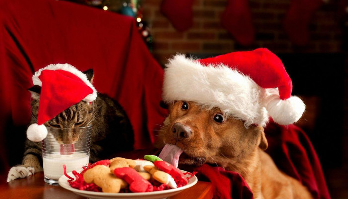 Cute Christmas Animals Wallpaper