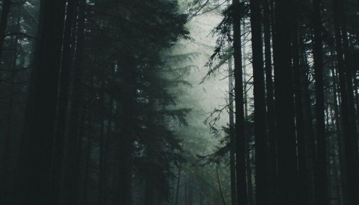 Aesthetic Forest Wallpaper