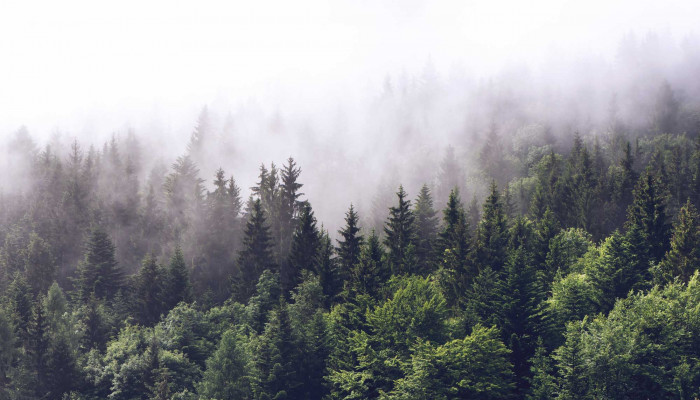 Foggy Forest Mountain Wallpaper