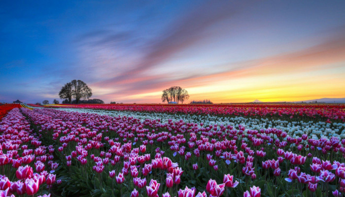 Tulip Landscape Wallpaper