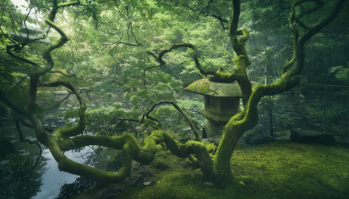 Japanese Forest Wallpaper