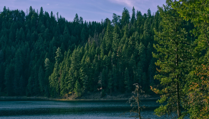 Forest with Lake Wallpaper