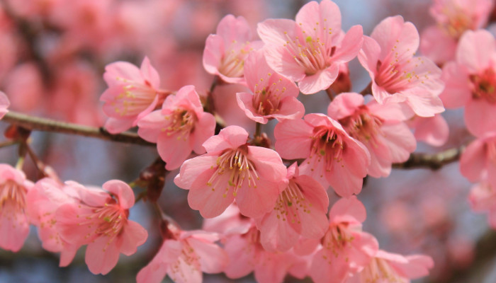 Sakura Flower Wallpaper