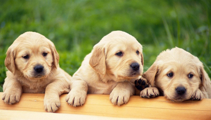 3D Puppy Wallpaper