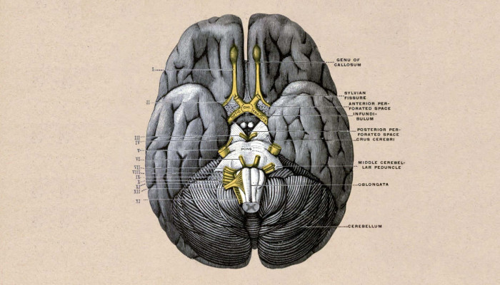 Brain Anatomy Wallpaper