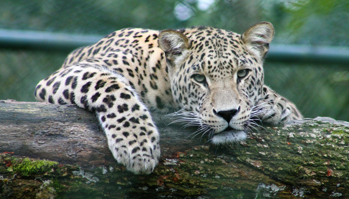 Amur Leopard Wallpaper