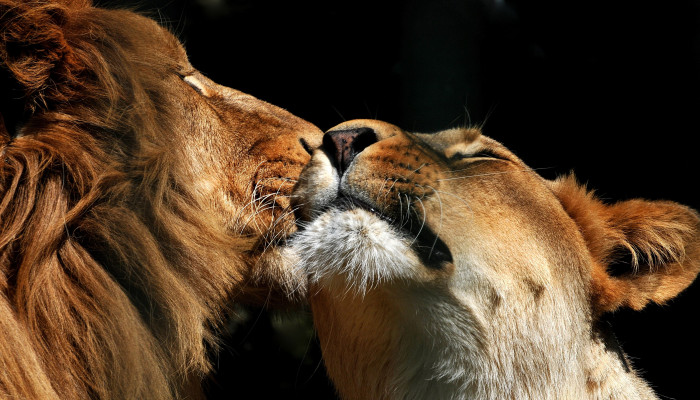 Animal Love Wallpaper