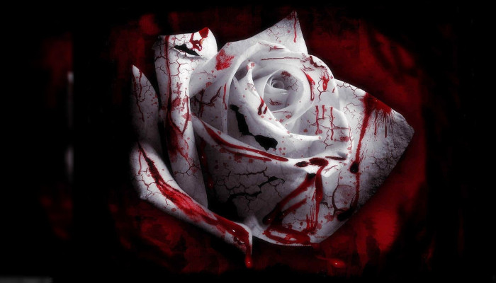 Blood Rose Wallpaper