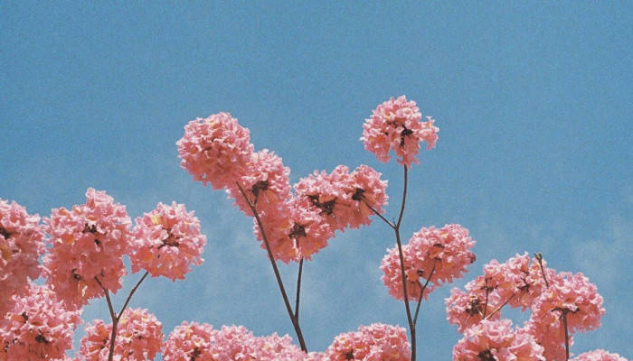 Aesthetic Pink Floral Wallpaper