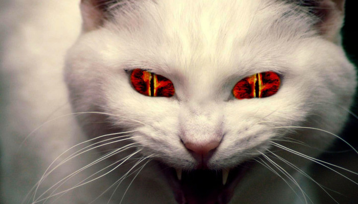 Evil Cat Wallpaper