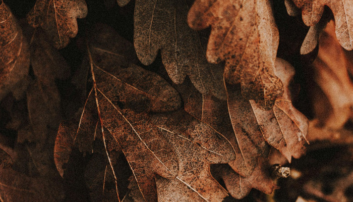 Brown Leaves Wallpaper