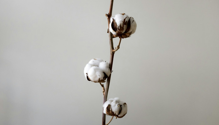 Cotton Flower Wallpaper