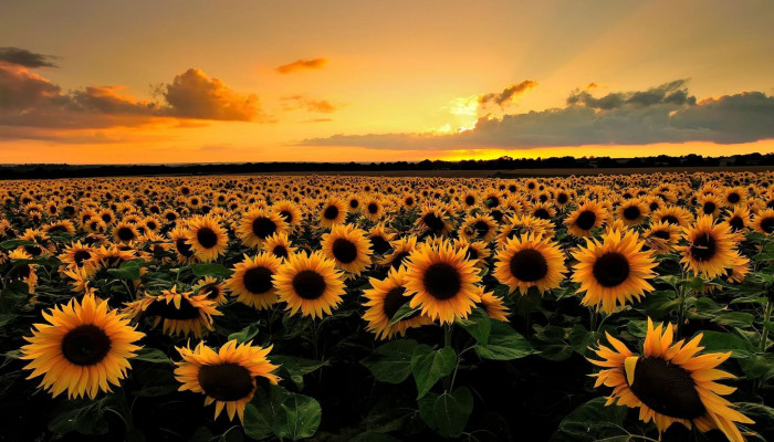 Autumn Sunflower Wallpaper