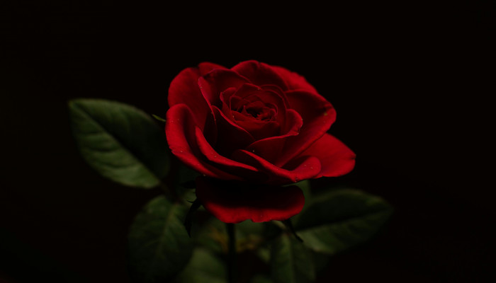 Black and Red Rose Wallpaper