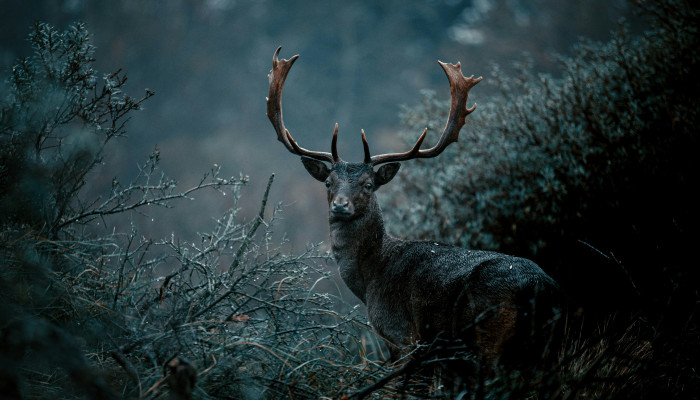 Forest Deer Wallpaper