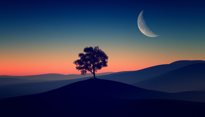 Alone Tree Wallpaper