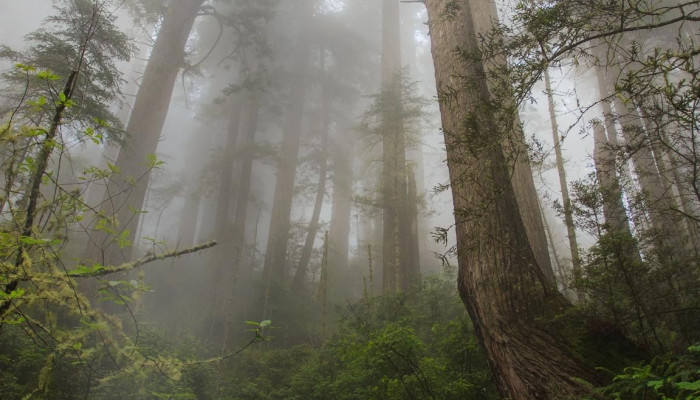 Cloudy Forest Wallpaper