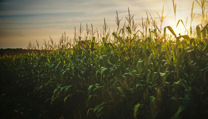 Corn Field Wallpaper