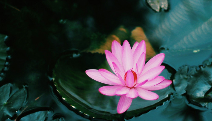 Flower Water Wallpaper