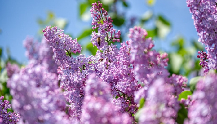 Lilac Tree Wallpaper