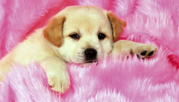 Pink Dog Wallpaper