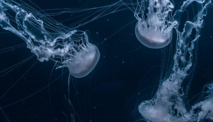 Jellyfish iPhone Wallpaper