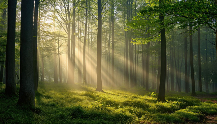 1920X1080 Forest Wallpaper