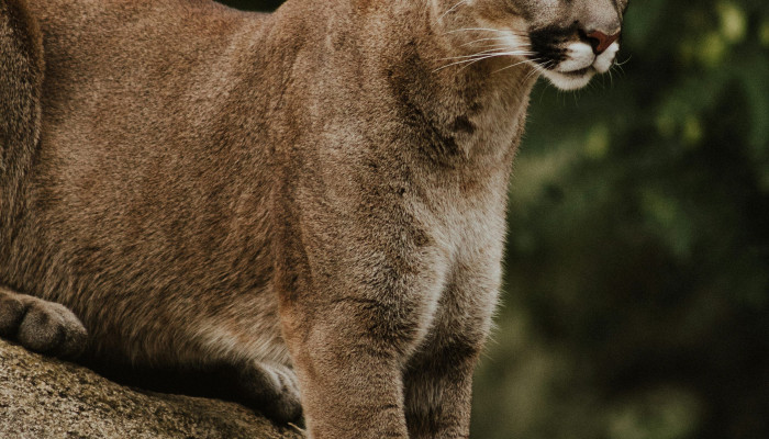 Puma Animal Wallpaper