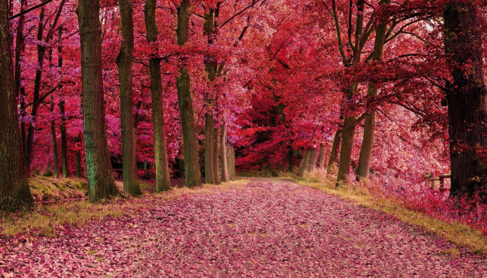 Pink Autumn Wallpaper