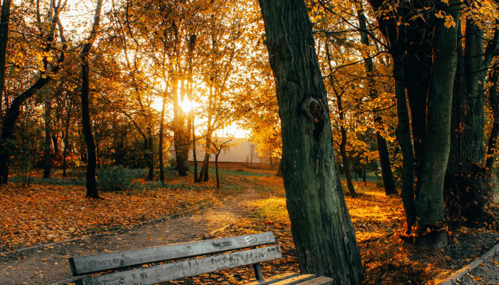 Wooden Bench Wallpaper