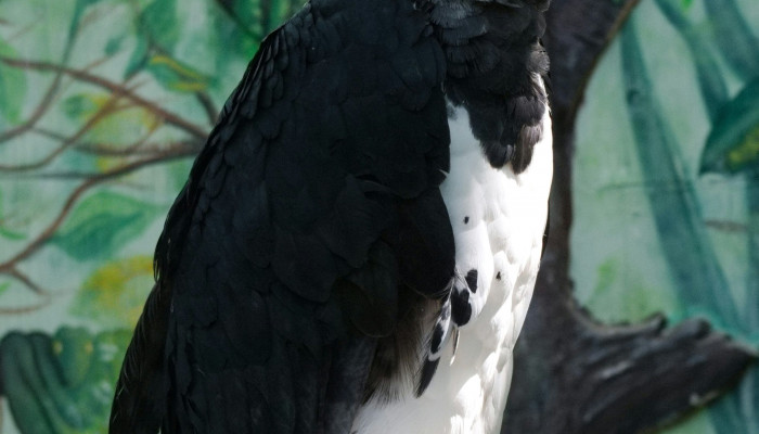 Harpy Eagle Wallpaper