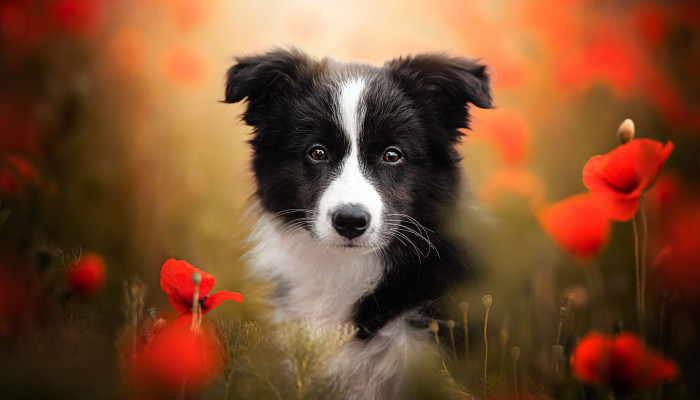 Border Collie Puppies Wallpaper