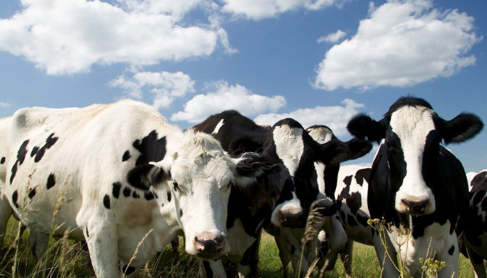 Dairy Cow Wallpaper